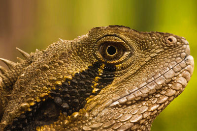 Close-up of lizard