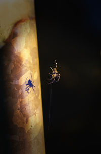 Close-up of spider in the dark