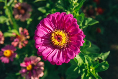 Close-up of pink flower