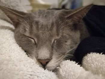 Close-up of cat lying down