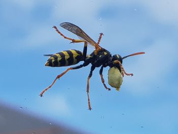 Close-up of insect on sea