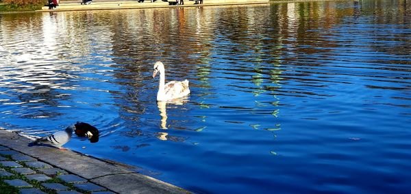 High angle view of duck swimming in lake