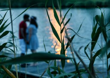 Close-up of plants against blurred water