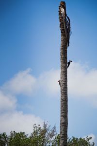 Low angle view of tree against blue sky