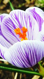 Close-up of purple flower blooming outdoors