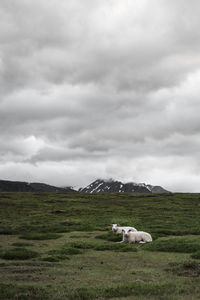 Sheep on field against sky