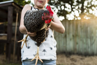 Midsection of boy holding hen at farm