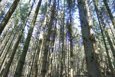 Low angle view of bamboo trees in forest