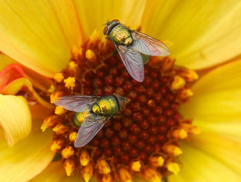 Close-up of bee pollinating on yellow flower