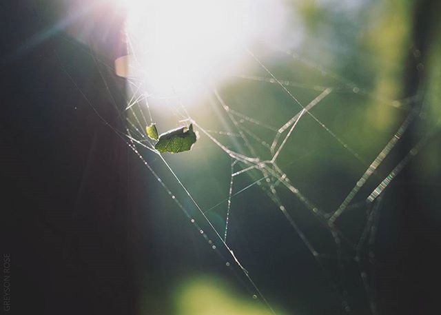 spider web, focus on foreground, close-up, drop, nature, fragility, plant, growth, selective focus, beauty in nature, sunlight, wet, water, dew, day, outdoors, tranquility, lens flare, no people, sun