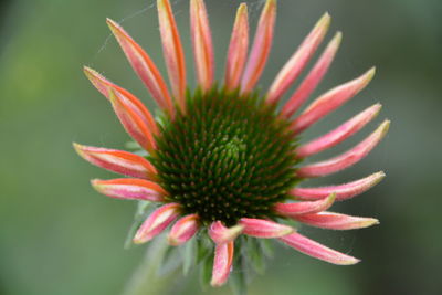 Close-up of pink flower