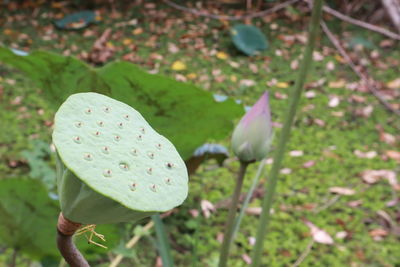 Close-up of lotus water lily on land