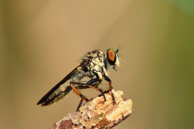 Close-up of insect