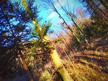 Low angle view of trees in forest against sky