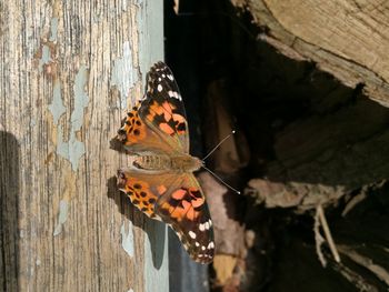 Close-up of butterfly on leaf