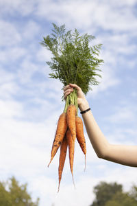 Low angle view of woman holding carrots against sky