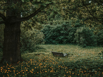 Plants and trees in park during autumn
