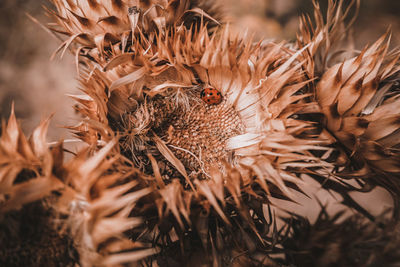 Close-up of dried plant