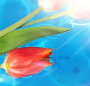 Close-up of red flower floating on swimming pool