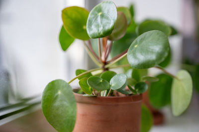 Close-up of potted plant