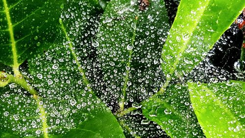 Close-up of wet leaves