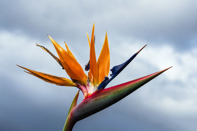 Close-up of red flowering plant against sky