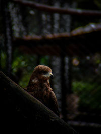 Close-up of bird