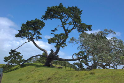 Trees on landscape against sky