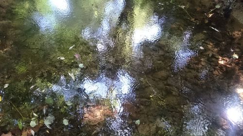 Reflection of trees in puddle