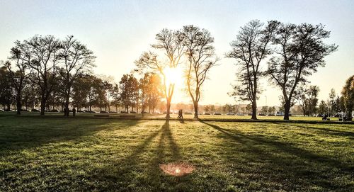 Sun shining through trees