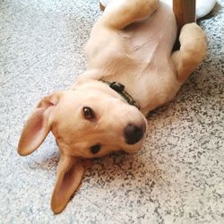 Close-up portrait of dog lying on floor