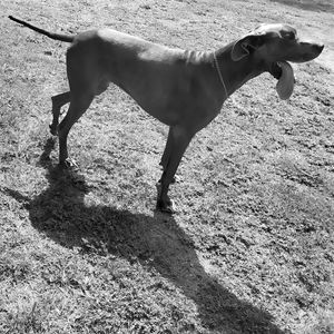 Side view of dog standing on field