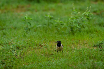 View of a bird on grass