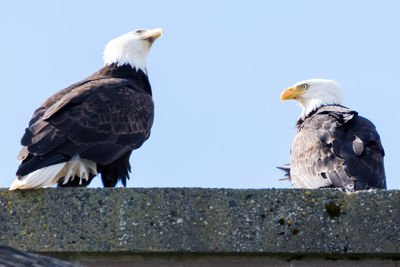 Low angle view of seagulls perching against clear sky