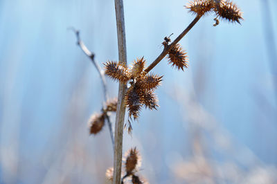 Low angle view of cocklebur against lake