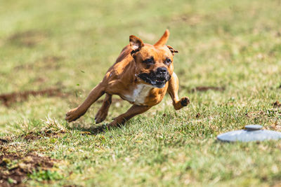 Dog running on field