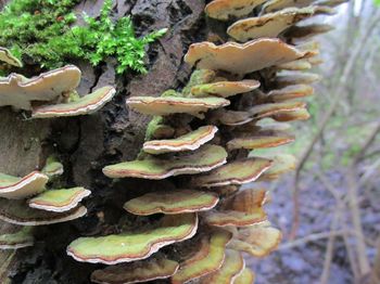 Close-up of mushrooms