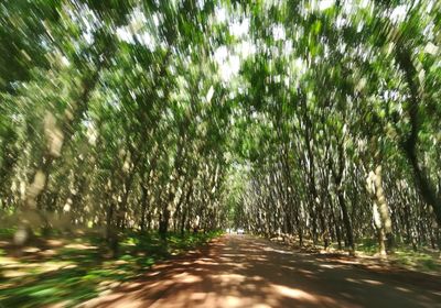 Road amidst trees in forest