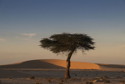 Tree on desert against sky during sunset