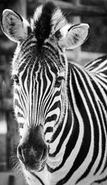 Close-up of zebra