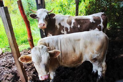 Cows on rocks