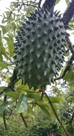 Close-up low angle view of plant