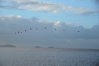 Birds flying over sea against sky