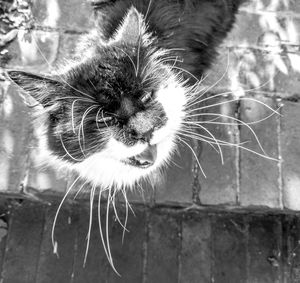 Close-up of a cat