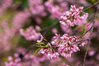 Close-up of pink cherry blossoms in spring