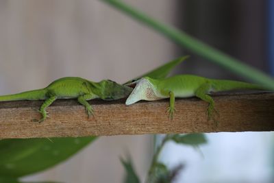 Close-up of lizard on wood