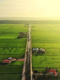 Aerial paddy field