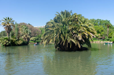 Scenic view of palm trees against clear sky