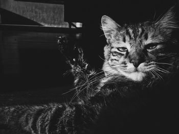 Close-up portrait of a cat