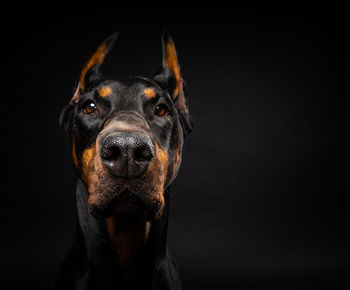 Portrait of a doberman dog on an isolated black background. studio shot, close-up.